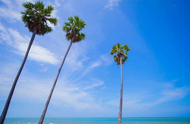 istock Palm trees on the beach with blue sky and sea background. 2222543372
