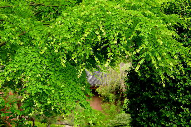 Image of some bushes in a public park of Buenos Aires