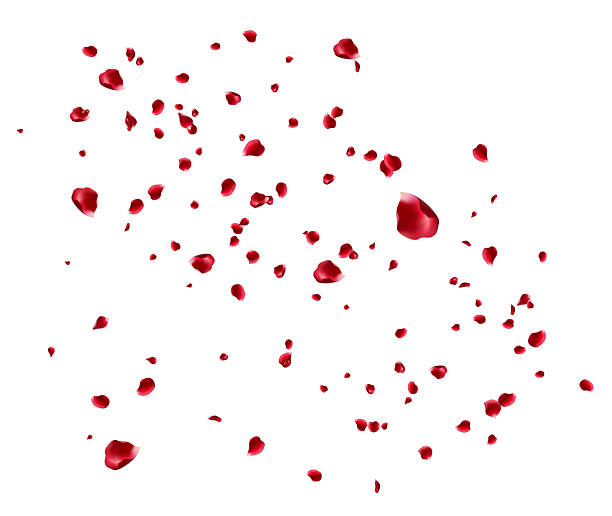 istock Red rose and cherry blossom falling Elements for Valentine's Day, Mother's Day, March 8. sakura petals on fake transparent background, isolated 2222544818