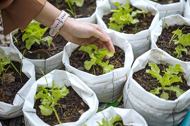 istock Hands tending to a small plant growing in a fabric pot 2222545523