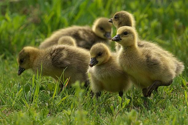 A group of fluffy goslings exploring a grassy field, showcasing their soft yellow feathers and curious nature.