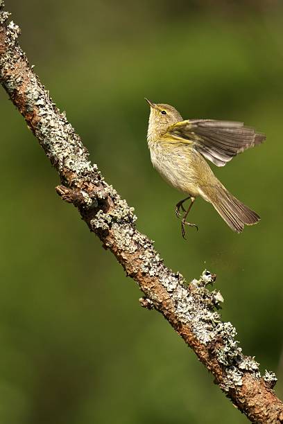 istock Bird in Flight Near Lichen-Covered Branch 2222546413