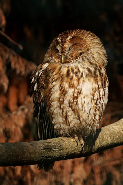 A tawny owl peacefully sleeping on a branch, surrounded by a blurred natural background.
