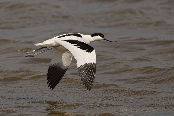 istock Avocet bird in flight over water. 2222546522