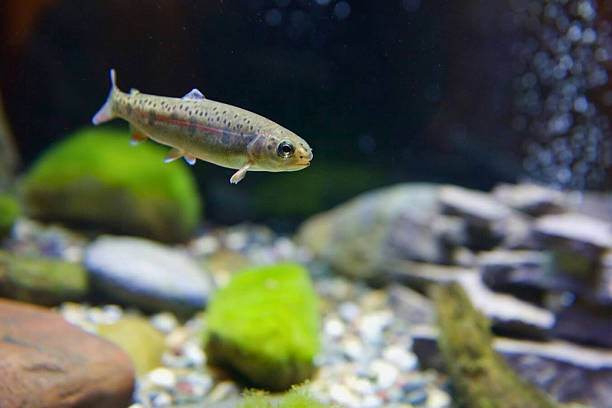 istock Juvenile Salmon Fry in Mossy Tank Environment 2222546779