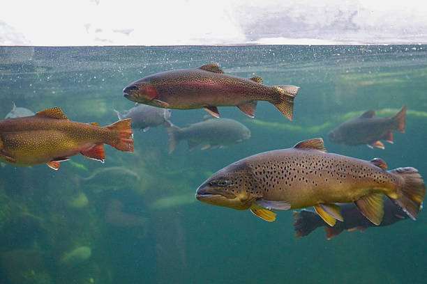 istock Trout Group Near Water Surface in Clear Tank 2222546896