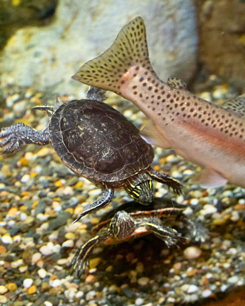 A turtle and trout meet above a bed of smooth aquarium gravel, frozen mid-motion in an unusual pairing