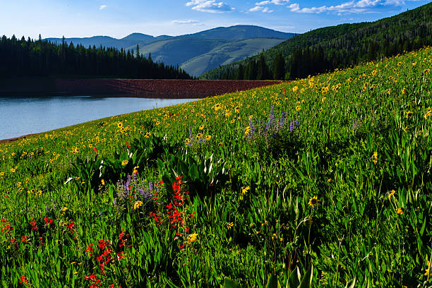 istock Meadow of Mountain Wildflowers 2222549607