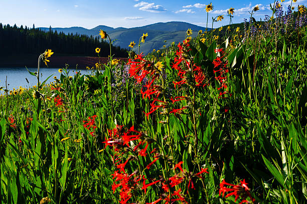Meadow of Mountain Wildflowers - Colorful vibrant flowers in green lush meadow including Sky Rockets, Lupine and Mule's Ear backlit in afternoon sunlight.