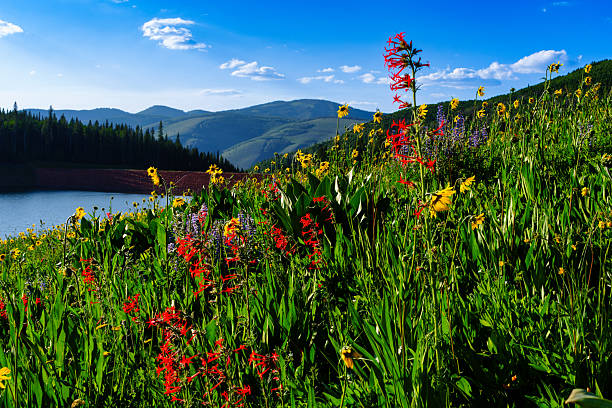 Meadow of Mountain Wildflowers - Colorful vibrant flowers in green lush meadow including Sky Rockets, Lupine and Mule's Ear backlit in afternoon sunlight.