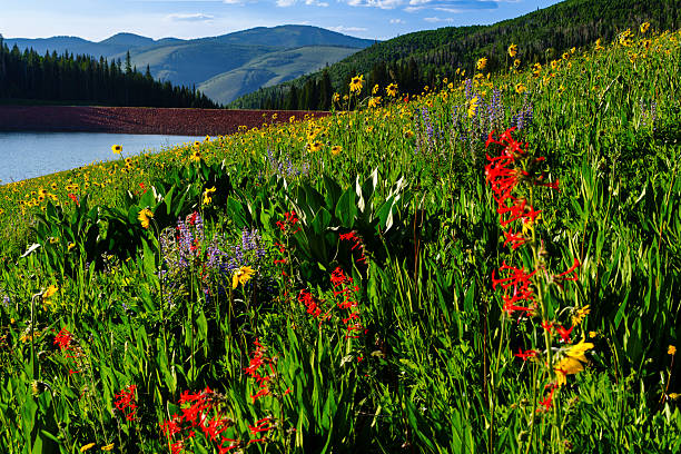 Meadow of Mountain Wildflowers - Colorful vibrant flowers in green lush meadow including Sky Rockets, Lupine and Mule's Ear backlit in afternoon sunlight.