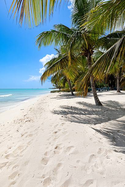 istock Palm Shadows and Footprints – Saona Island Escape 2222551511