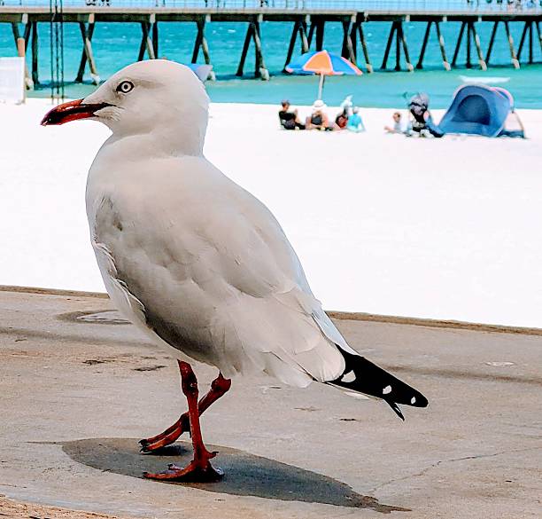 Seagulls on sea shore, Florida, USA