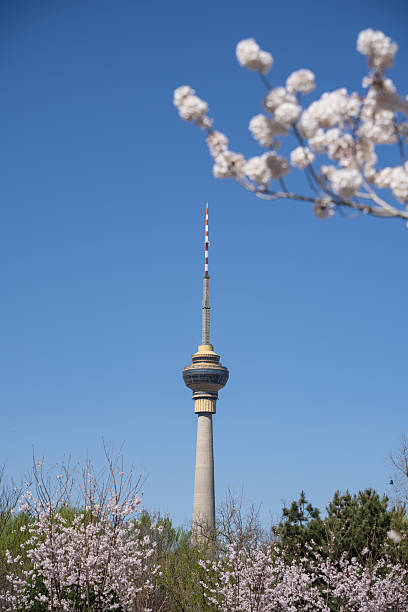 istock Cherry blossoms bloom in Yuyuantan Park in Beijing. 2222552241