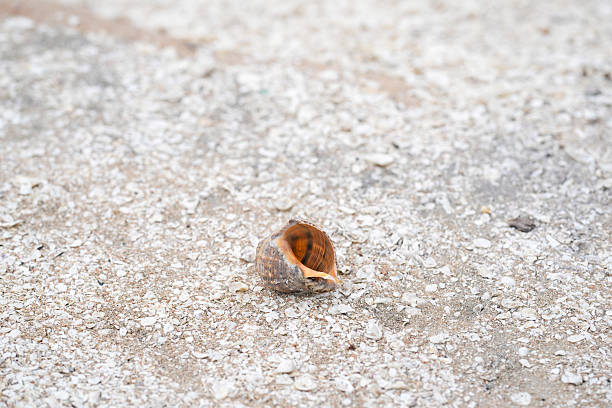 A large, beautifully weathered seashell is displayed prominently along the seaside, catching the sunlight and adding a touch of natural wonder to the tranquil coastal landscape. Incheon, South Korea.