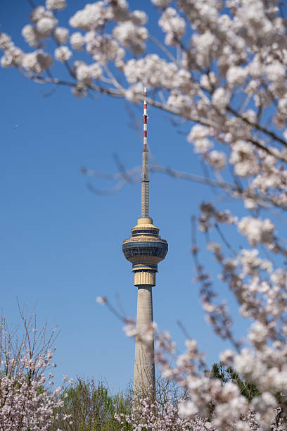 istock Cherry blossoms bloom in Yuyuantan Park in Beijing. 2222553247