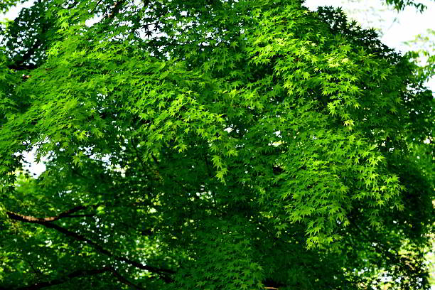 Fresh green foliage of Japanese maple trees in spring, photographed in various public parks in Tokyo.