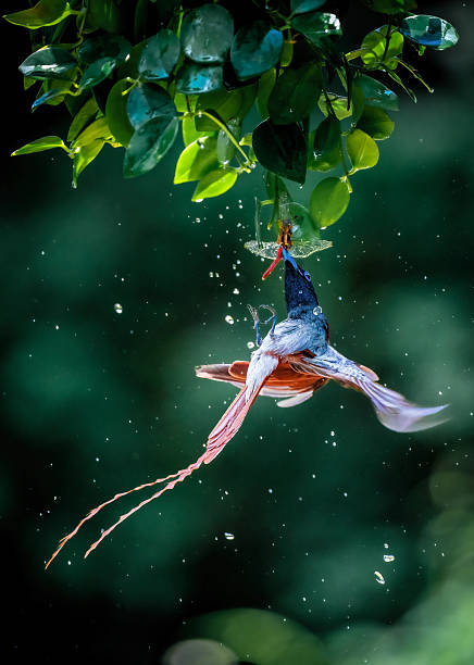 A long-tailed paradise flycatcher hunting in flight