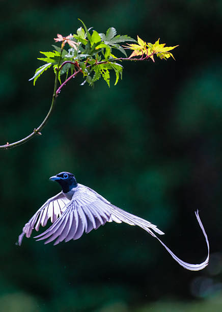 A long-tailed paradise flycatcher hunting in flight
