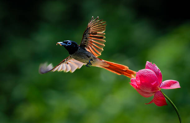 istock A Long-tailed Ribbon Bird in Flight 2222553460