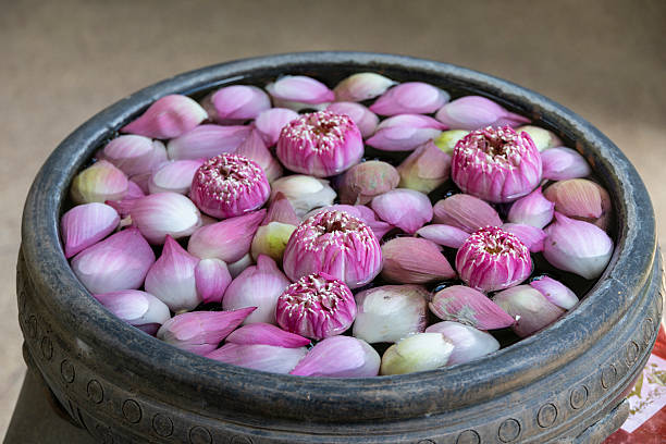 Pink lotus flowers and petals creating a beautiful pattern on a water surface