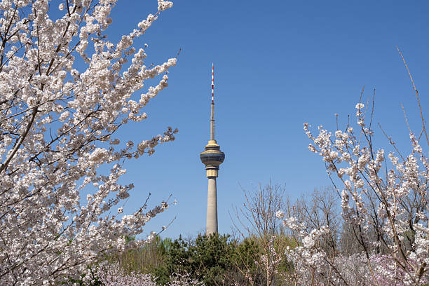istock Cherry blossoms bloom in Yuyuantan Park in Beijing. 2222553541