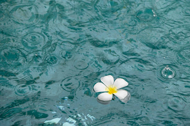 A jasmine flower is a fragrant, star-shaped bloom from the Jasminum genus, part of the olive family (Oleaceae).