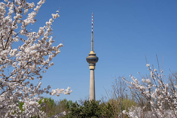 istock Cherry blossoms bloom in Yuyuantan Park in Beijing. 2222553684