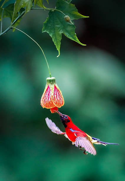 istock A sunbird hovering in the air, feeding on nectar 2222554055