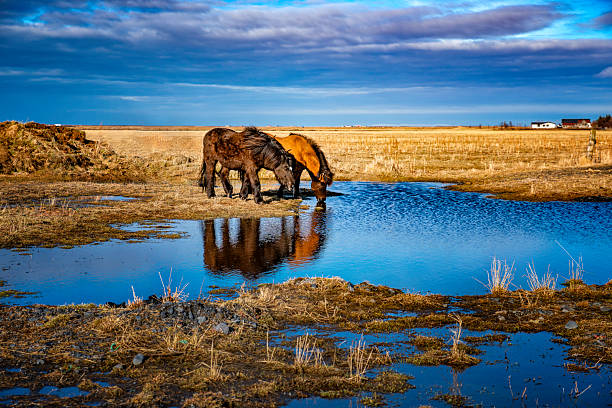 Icelandic Horses drink water
