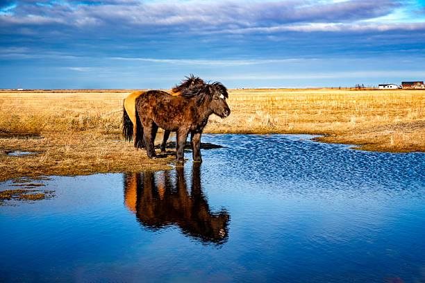 Icelandic horses standing by the river