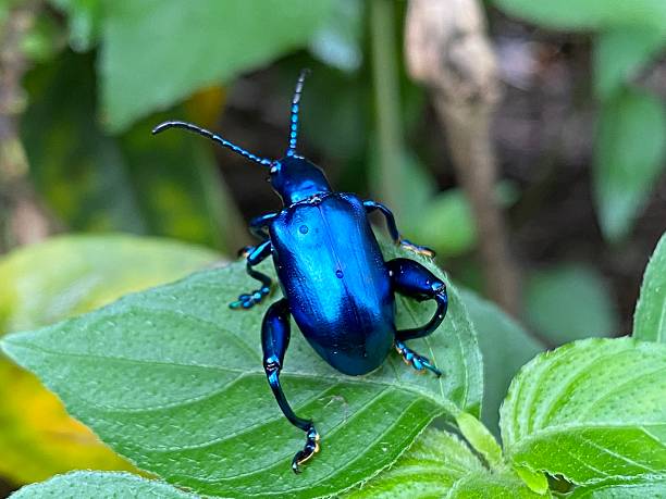 istock Metallic Blue Leaf Beetle Crawling on Green Leaf in Tropical Forest 2222556862