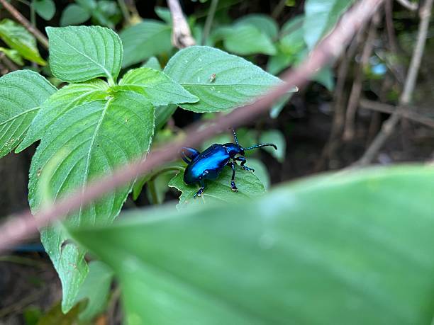 istock Metallic Blue Leaf Beetle Crawling on Green Leaf in Tropical Forest 2222556940