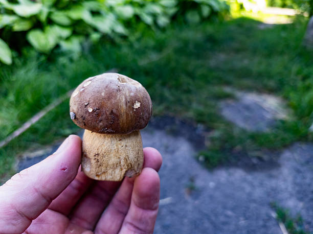 istock A person holding a small mushroom in their hand 2222557177