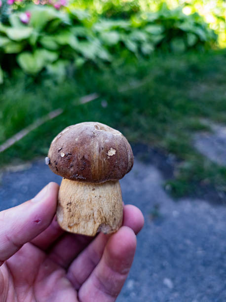 istock A person holding a small mushroom in their hand 2222557186