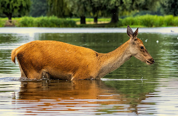 istock Red deer (Cervus elaphus) in Richmond park, London, UK 2222559221