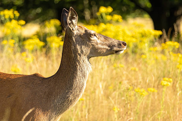 istock Red deer (Cervus elaphus) in Richmond park, London, UK 2222559301