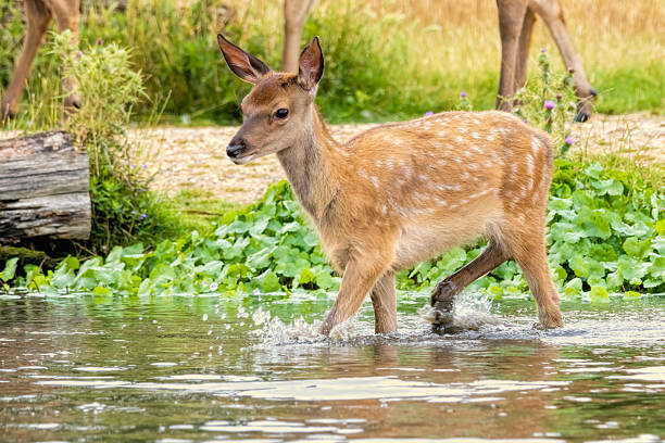 istock Red deer (Cervus elaphus) in Richmond park, London, UK 2222559316