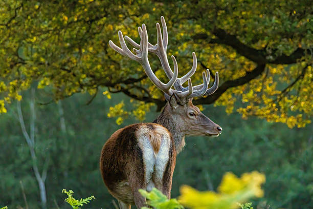 istock Red deer (Cervus elaphus) in Richmond park, London, UK 2222559344
