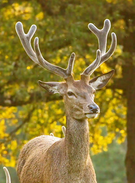 istock Red deer (Cervus elaphus) in Richmond park, London, UK 2222559379