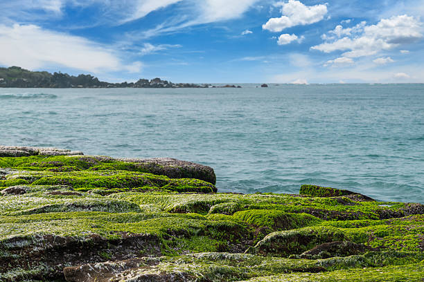 Vivid green algae blankets the rocky coast during spring at Laomei Green Reef. Waves crash onto the reef creating a scenic coastal landscape. Laomei, Taiwan.