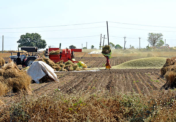 Harvest time in rural agricultural area, Gujarat, India. Its in the rural villages and countryside of India that the true colours and character of the country are experienced. Gujarat, the north western state of India,  encompasses part of site of the Indus Valley civilisation, the oldest known to mankind and is also home to some of the most historic sites and religious locations in India. The Rann of Kutch is famous for its arid desert like landscapes as well as wildlife such as the Wild Ass, together with Gir Forest, home to the only Asiatic Lions in the continent.