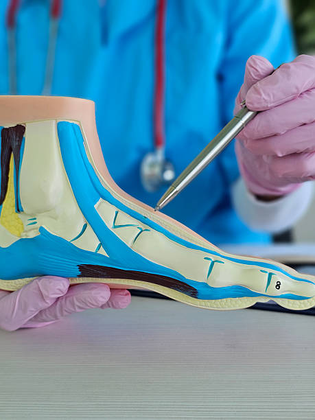 istock Detailed examination of an anatomical foot model during a medical tutorial session 2222564184