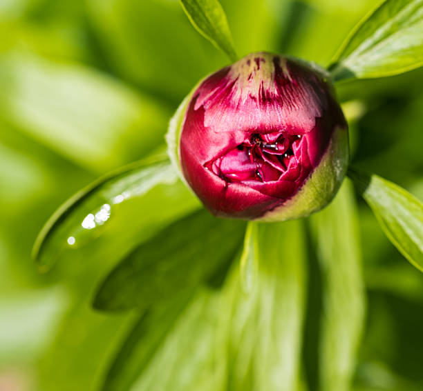 Peony bud just about to bloom pink macro