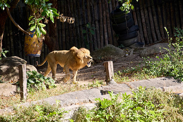 Female and male lion eating lunch