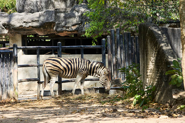 istock Zebra in an enclosure at the zoo 2222565667