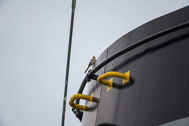 istock a young wagtail sitting on the ship's exhaust chimney. 2222566174
