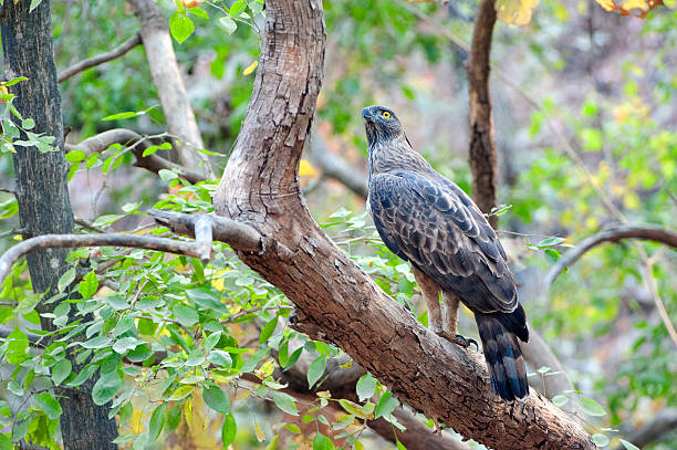 istock Crested Hawk Eagle, alert, perching on tree branch, Gir Forest National Park, Gujarat, India 2222566246