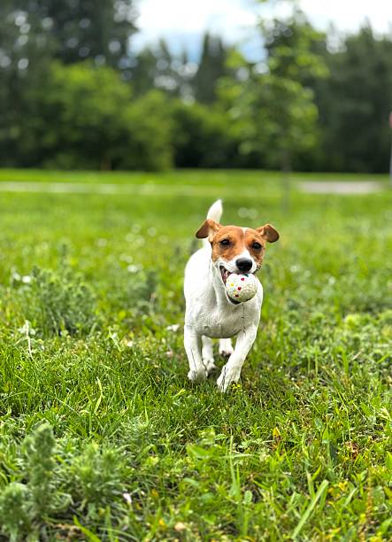 istock Jack Russell Terrier dog playing with a ball. 2222567696
