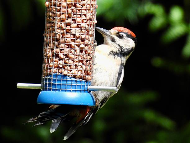 Juvenile great spotted woodpecker on peanut feeder